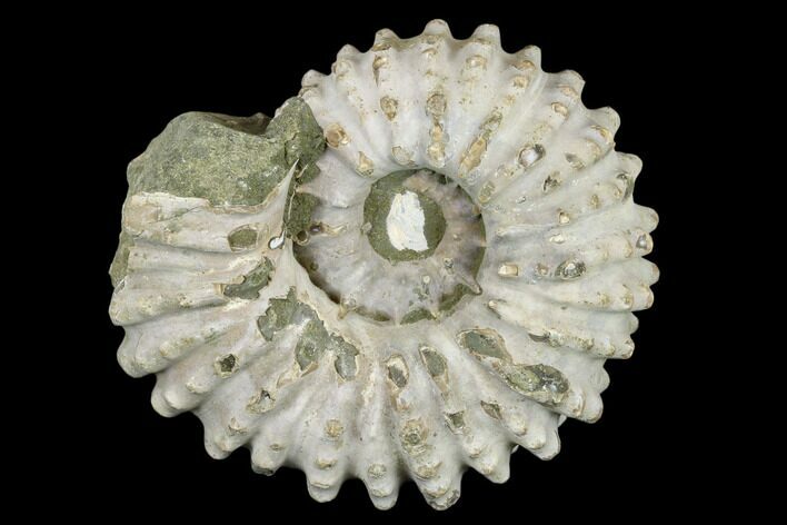 Bumpy Ammonite (Douvilleiceras) Fossil - Madagascar #115599